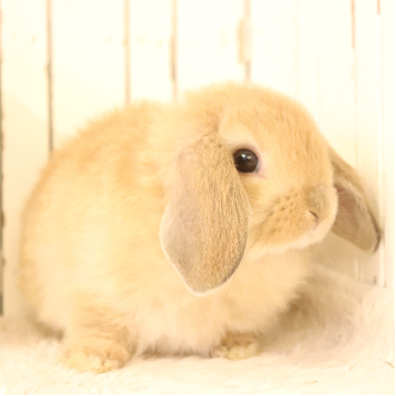 animal_image