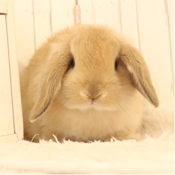 animal_image