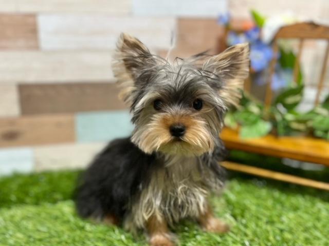 animal_image