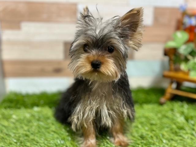 animal_image