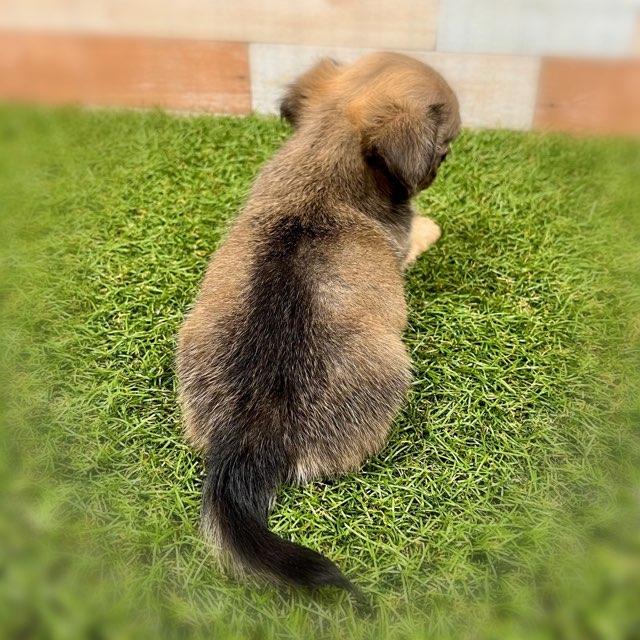 animal_image