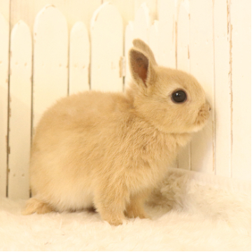 animal_image