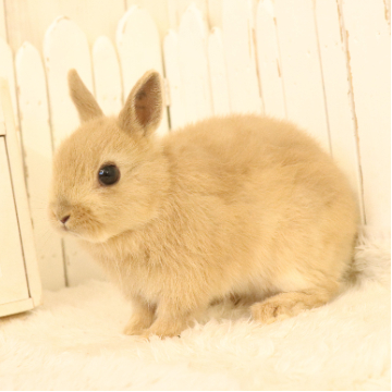 animal_image