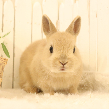 animal_image