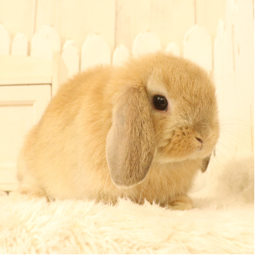 animal_image