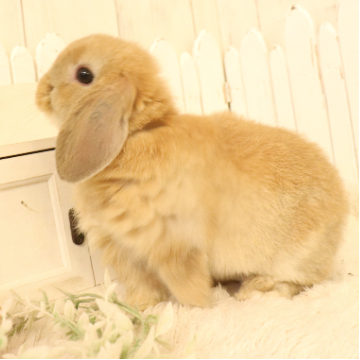 animal_image