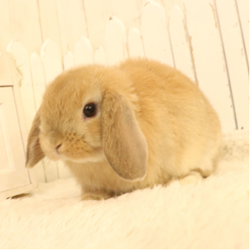 animal_image