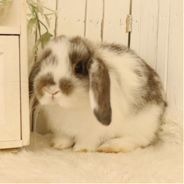 animal_image