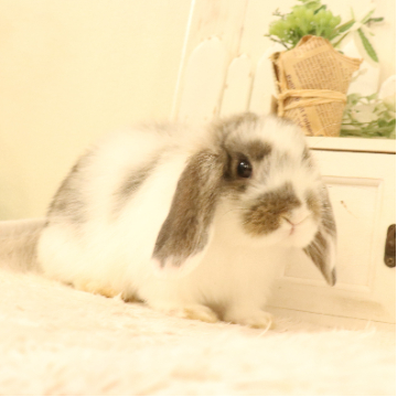 animal_image