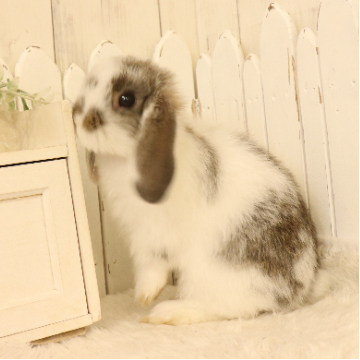 animal_image