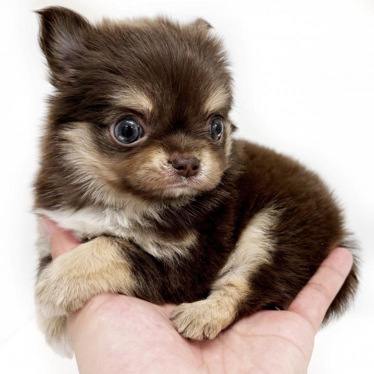 animal_image