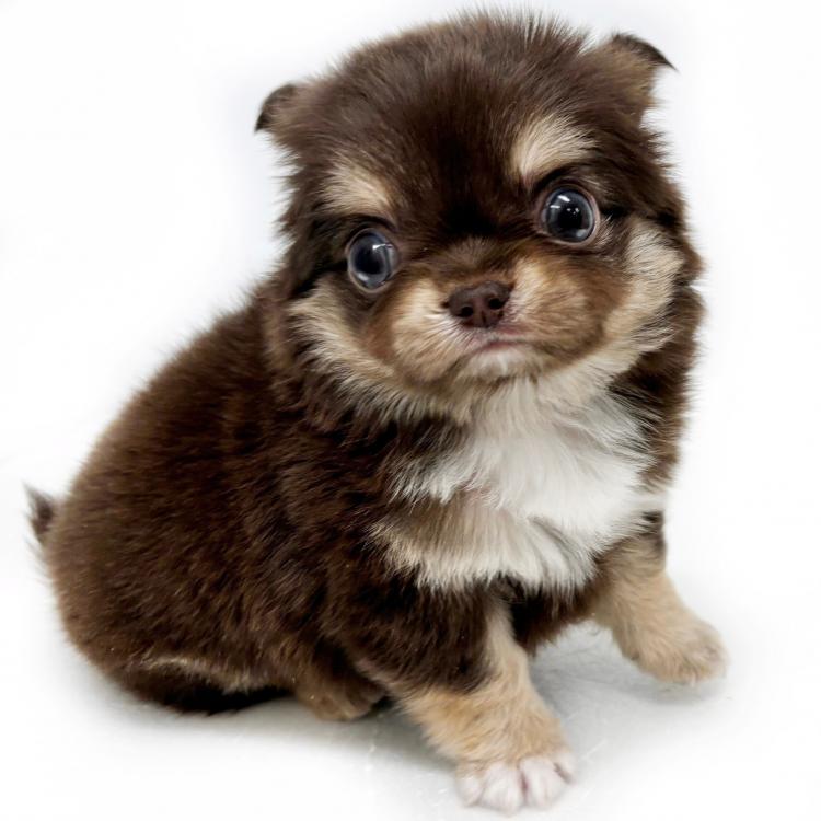 animal_image
