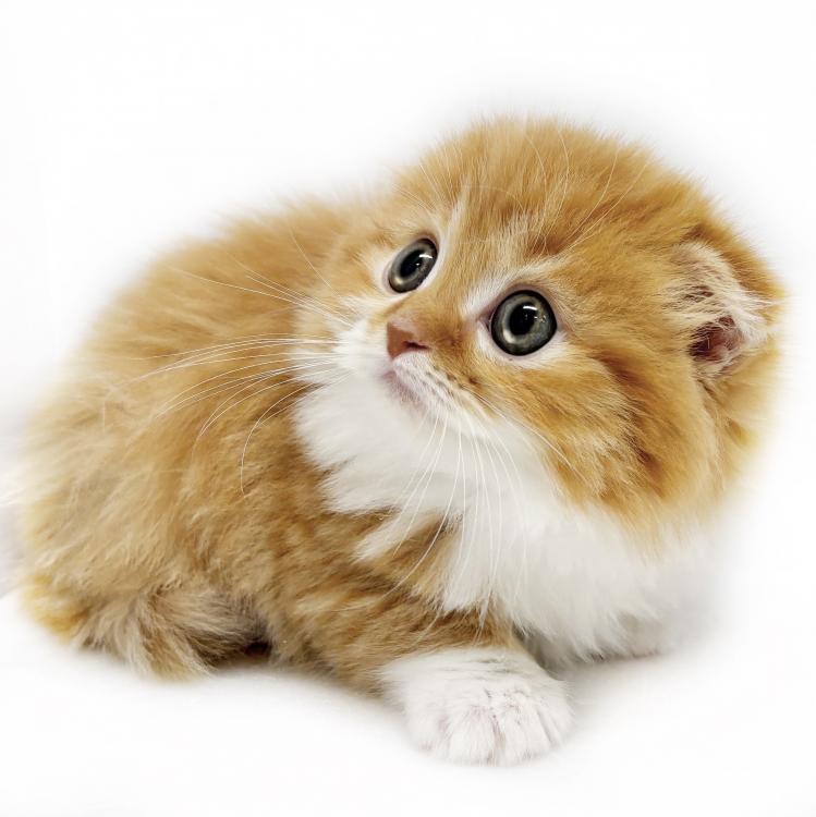 animal_image
