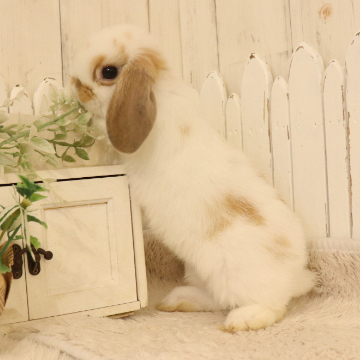 animal_image