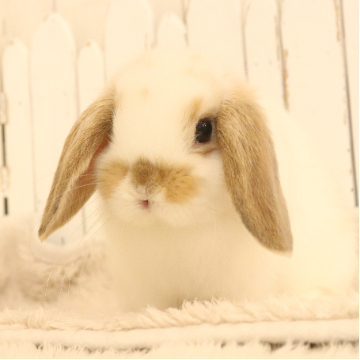 animal_image