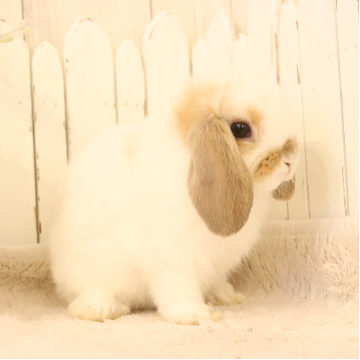 animal_image