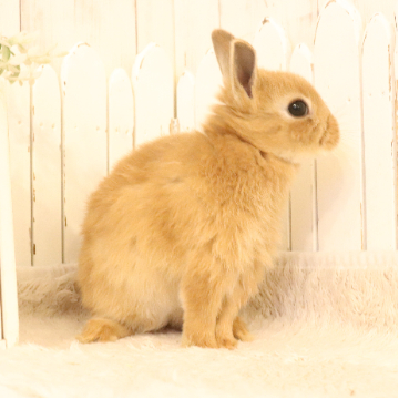 animal_image