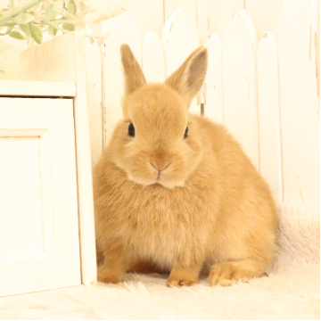 animal_image