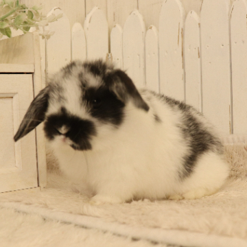 animal_image