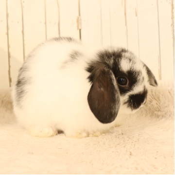 animal_image