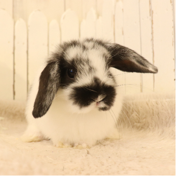 animal_image