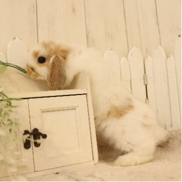 animal_image
