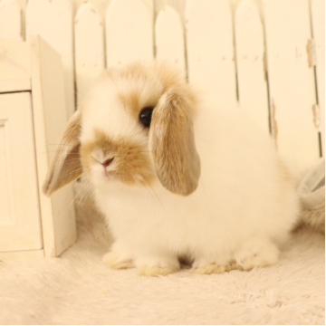 animal_image