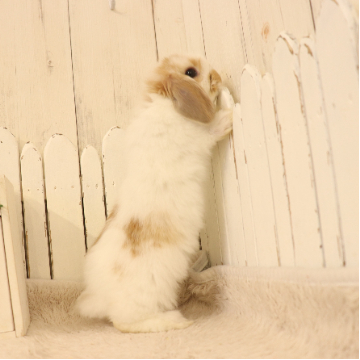animal_image
