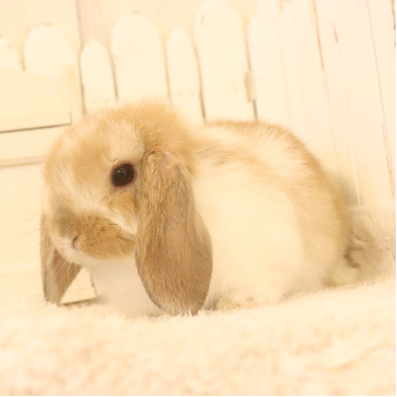 animal_image