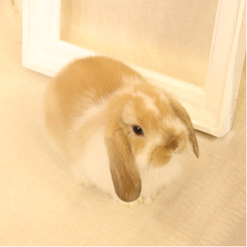 animal_image