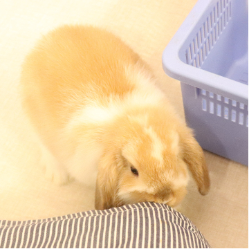 animal_image