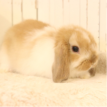 animal_image