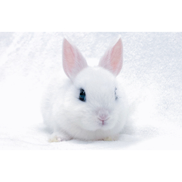 animal_image