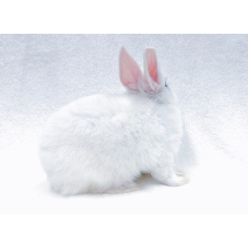 animal_image