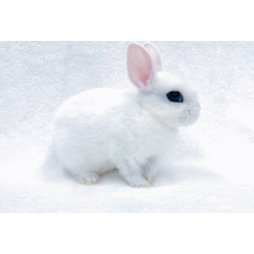 animal_image