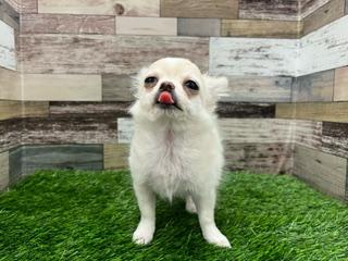 animal_image