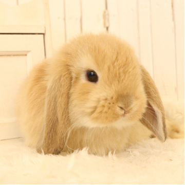 animal_image