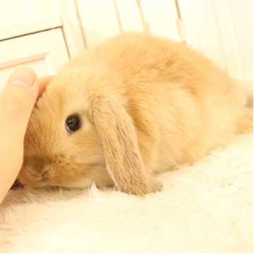 animal_image