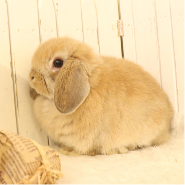 animal_image