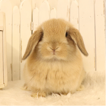 animal_image