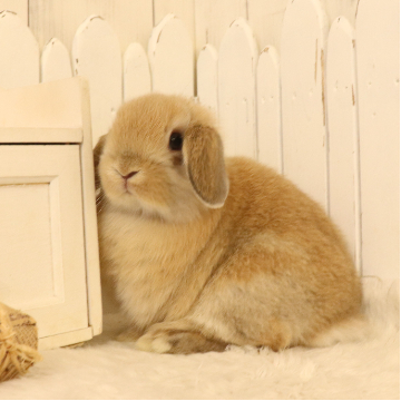 animal_image