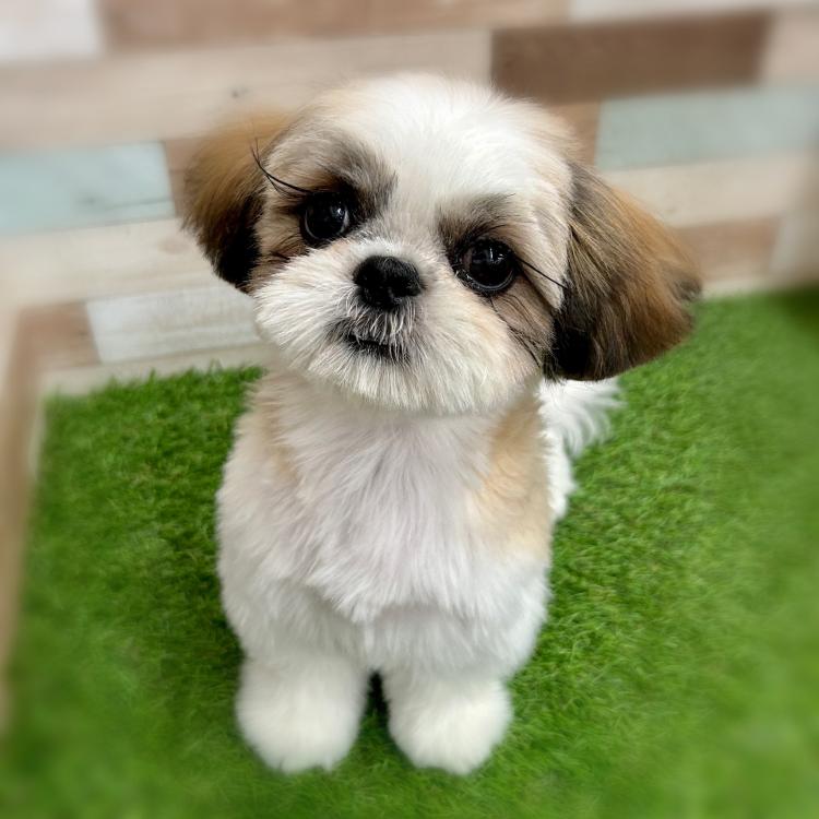 animal_image