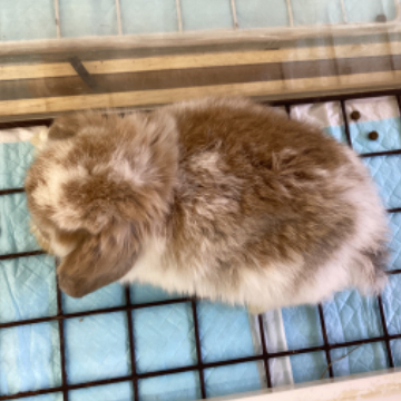 animal_image