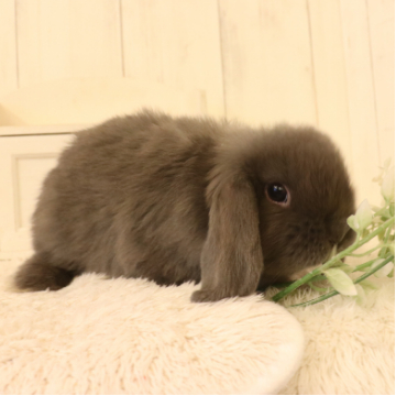 animal_image