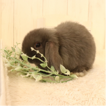 animal_image