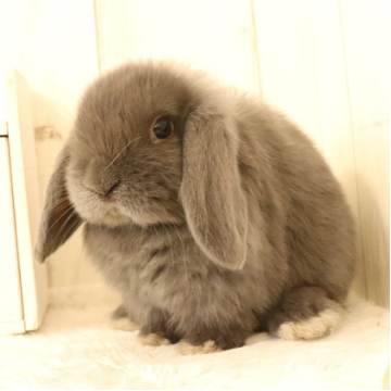 animal_image