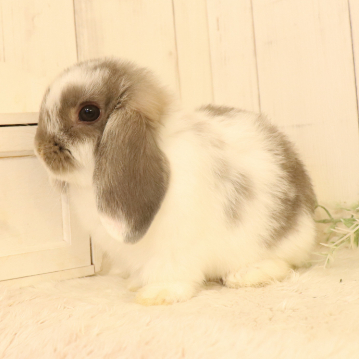 animal_image