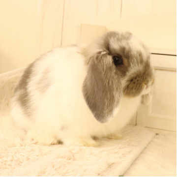 animal_image