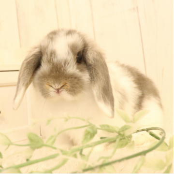animal_image