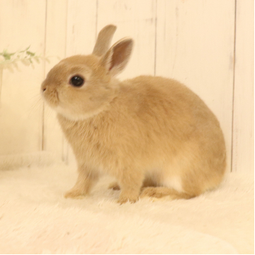 animal_image